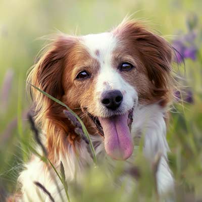 Urlaub mit Hund